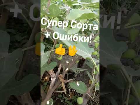 Video: Michurinskiy garden là vườn ươm cây ăn quả độc đáo
