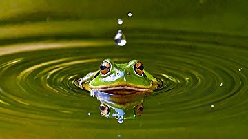 Blender with Stable Diffusion XL Tutorial - Frog