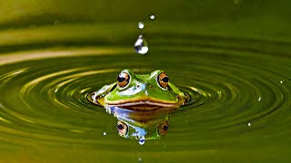 Blender with Stable Diffusion XL Tutorial - Frog