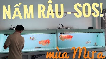 Huyết Long Phông Trắng - NẤM RÂU đừng trị, xin anh em!