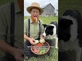 Amish Man Gives Remedy For Dog's Health And Care #doghealth #herbalhealing #healthyliving #amish