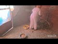 روتيني اليومي عند الفراخ تعالو معايا ناكل الفراخ ونلم البيض روتيني اليومي عند الفراخ تعالو معايا ناكل الفراخ ونلم البيض