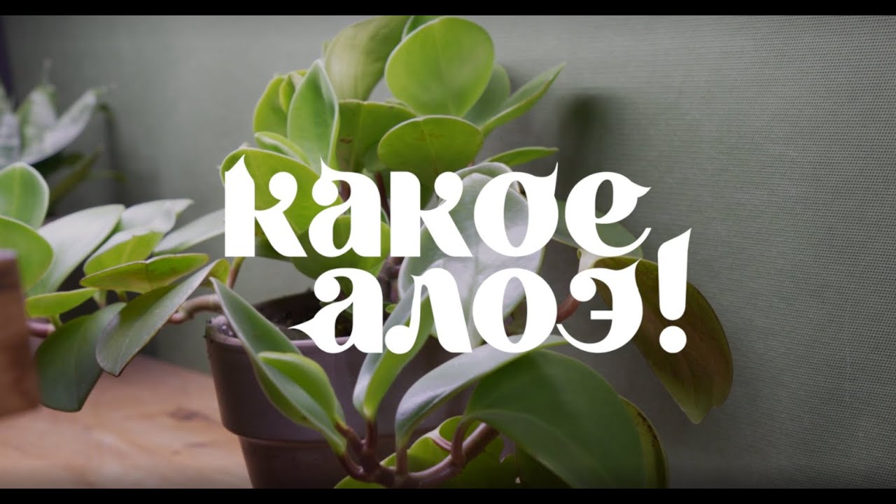 Комнатные растения в кафе «Огурцы» || Зелёные места Санкт-Петербурга ...