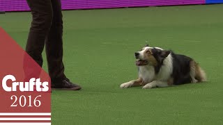 Freestyle Heelwork To Music Competition - Part 2 | Crufts 2016