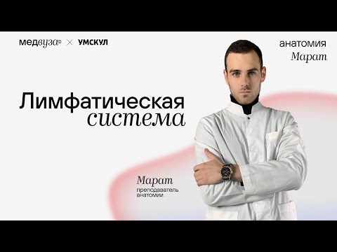 Лимфатическая система | Нормальная анатомия | Медвуза