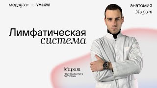 Лимфатическая система | Нормальная анатомия | Медвуза