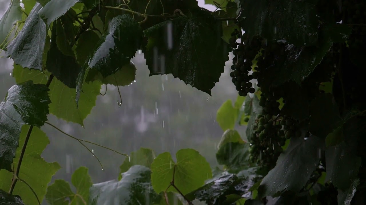 Relaxing Sleep Sounds with Rain and Thunder  Meditate  Study  Yoga   5 Hours