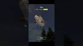 The Fish Change Situation is INSANE #kingofyes #russianfishing4 #temuflats
