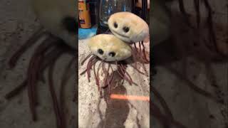 Mitosis #funny #Ecoli #AI