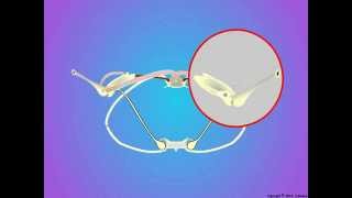 02 Bird and Bat Wing Structures