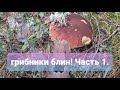 #23 Поехали в тайгу за грибами часть первая. Радуюсь всему как маленькая. Наблюдение за белками.