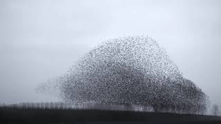 starlings