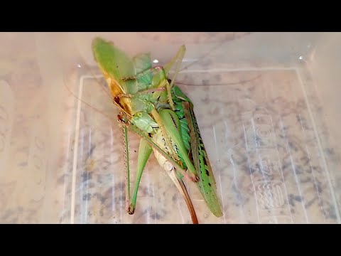 Sedakov's katydid vs Green katydid (кузнечик седакова vs кузнечик певчий)