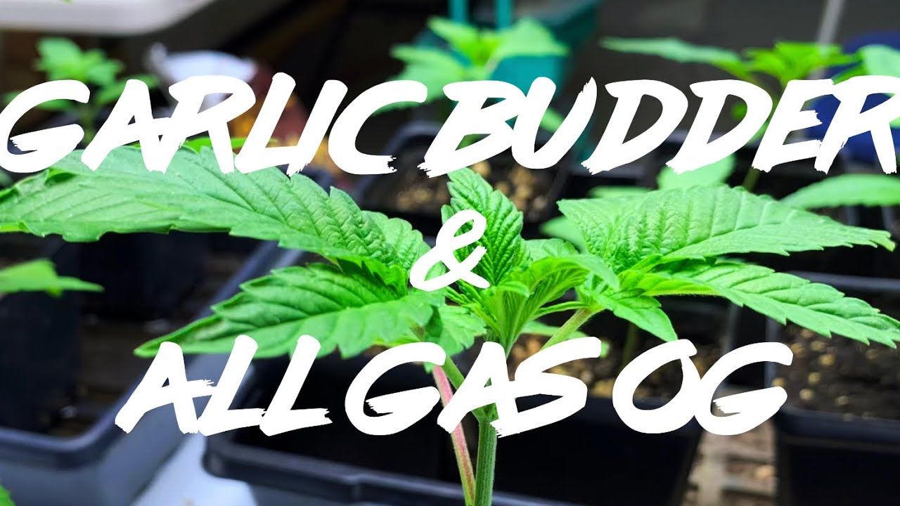 Matty Grows Work Grow Garlic Budder & All Gas OG 2 