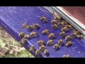 В Ростовской области массово гибнут пчелы