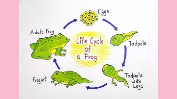 How to draw Life cycle of Frog Diagram drawing / step by step science poster tutorial ( easy )