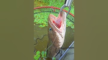 Câu cá lóc và cá lòng ròng trên sông #cacconvat #docla #fishing