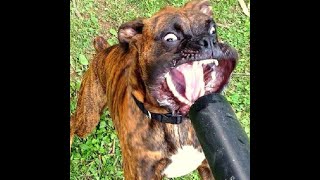 Try Not To Laugh Crazy Dogs - Try Not To Diy Challenge