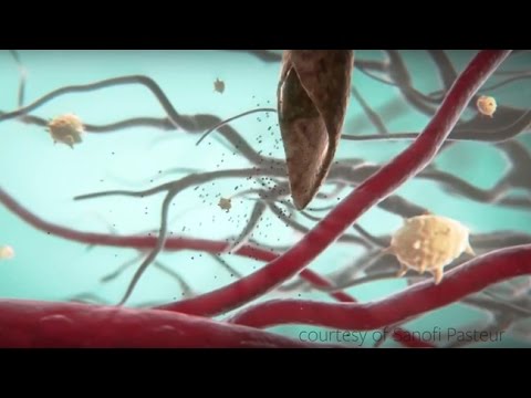 Videó: A Nem Strukturális Protein 1 és Annak Antitestei Kórokozó Szerepének újraértékelése Dengue-vírusfertőzés Során