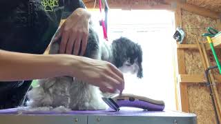 How to clip out paw pads