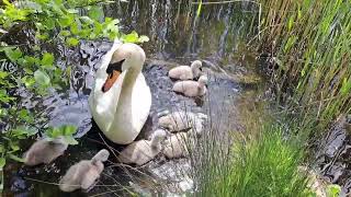 7. One Happy and Unique baby Swan, Cygnet. Wildlife. Nature.