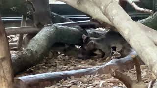 Fossa Baby’s Playing at Chester Zoo