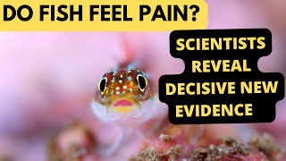 Do Fish Feel Pain? Striking new evidence says yes