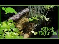 Moving Red Eared Slider Outside | 70 Gallon Outdoor Turtle Tub Set Up