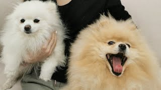 Pomeranian Zwergspitze sind so lustig und liebenswert