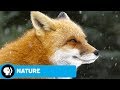 Understanding Fox Behavior and Adaptability