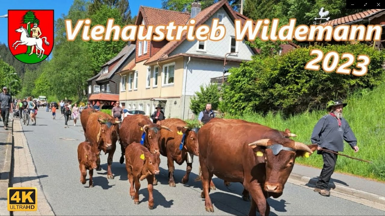 Viehaustrieb des Harzer Rotvieh in Wildemann 2023