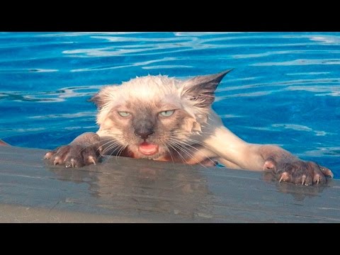 Funny Cats And Dogs Falling In Water - Cats And Dogs Fails Compilation