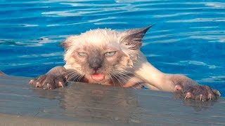 Funny Cats And Dogs Falling In Water - Cats And Dogs Fails Compilation