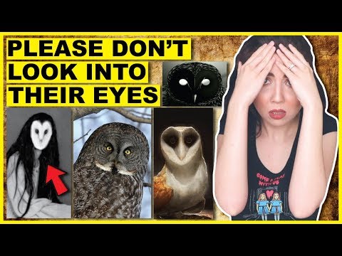 Video: Why You Shouldn't Have An Owl At Home
