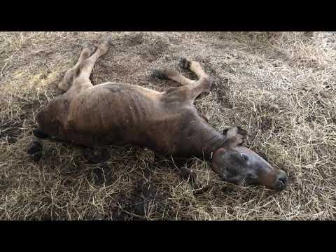 Video: ¿Enfermará el trébol a las vacas?