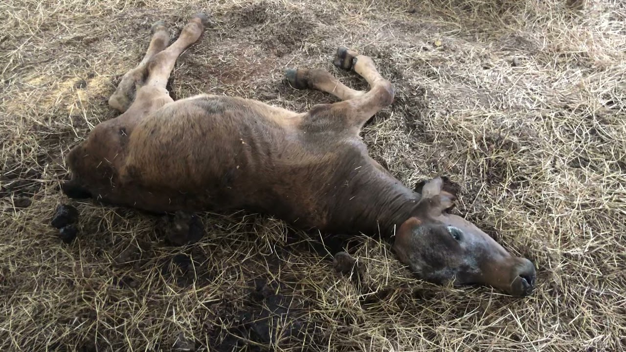 Tratamiento con trocar, para liberar gases de timpanismo producido por