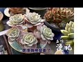 奶油黄桃桩型很好 期待它变得更美 美人系多肉最近颜值上升很快 奶油黄桃桩型很好 期待它变得更美 美人系多肉最近颜值上升很快