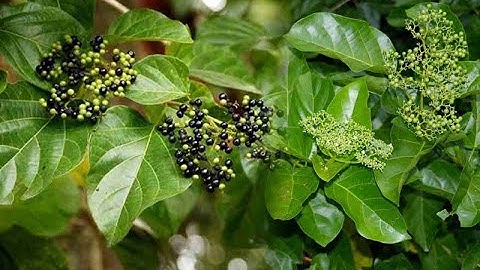 Tác dụng không ngờ của cây Vọng Cách mà ít người biết đến