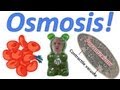 Osmosis In Action: The Science Behind Gummy Bears And Cell Environments