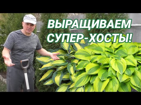 Хосты в саду для начинающих! Секрет лёгкой посадки!