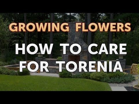 Download How To Care For Torenia Youtube For Android Get Wallpaper How To Care For Torenia Youtube Desktop Wallpaper