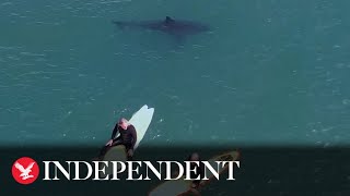 Great white sharks swim metres away from surfers at packed California beach screenshot 4