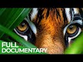Indonesia S Epic Adventure Quest For The Last Dragon Indonesia S Epic Adventure Quest For The Last Dragon