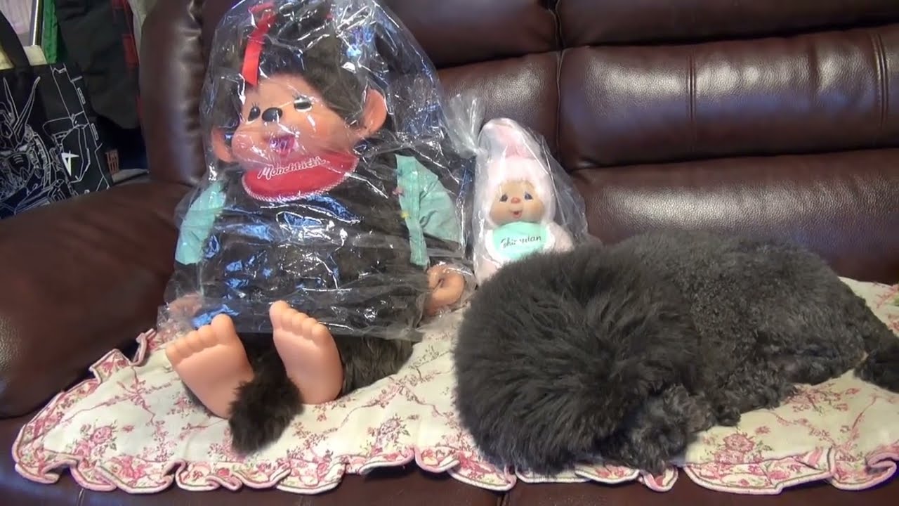 モンチッチちゃんとチムたんちゃんと愛犬ブーティくん