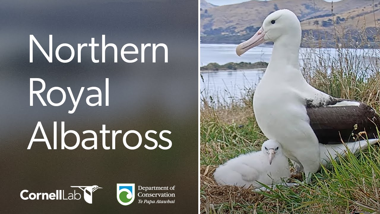 Live Royal Albatross Cam - #RoyalCam - New Zealand Dept. of Conservation |  Cornell Lab - YouTube
