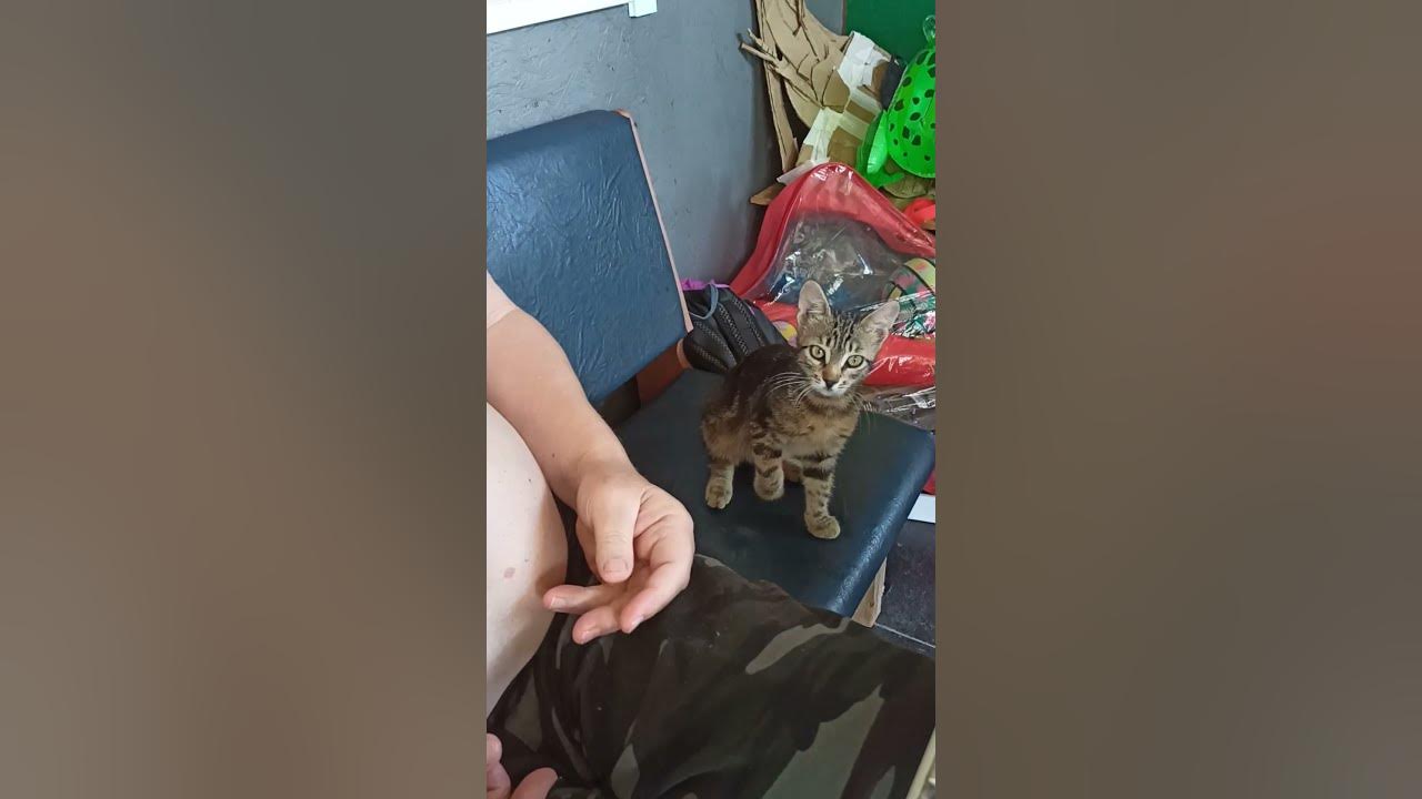 дедушка с мои котом - YouTube