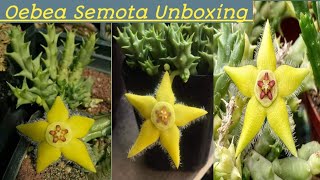 130-Oebea Semota Unboxing & Soil mix,Care, propagation with details!!