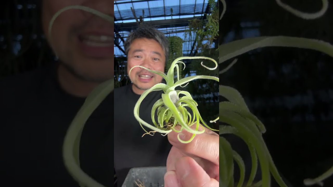 村長の直売所植物紹介6/22 - YouTube
