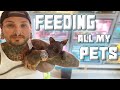 Feeding all 55 of my animals  tyler nolan