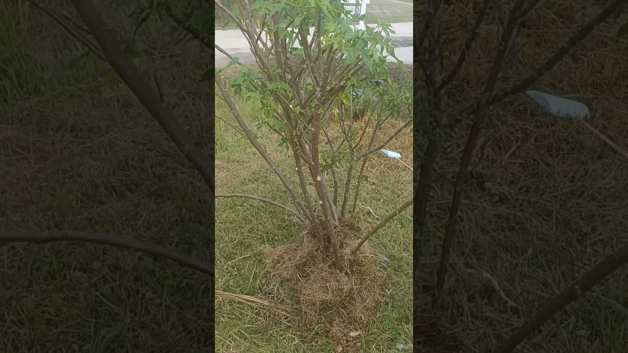 Central Florida freeze tip